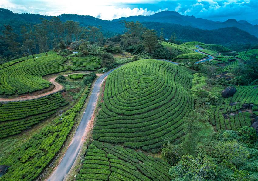 Cochin ‑ Munnar ‑ Thekkady ‑ Kumarakom or Alleppey ‑ Cochin 5N6D