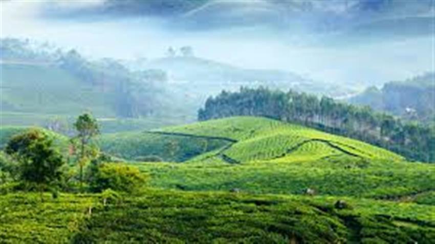 Kochi ‑ Munnar ‑ Kumarakom or Alleppey 4N5D
