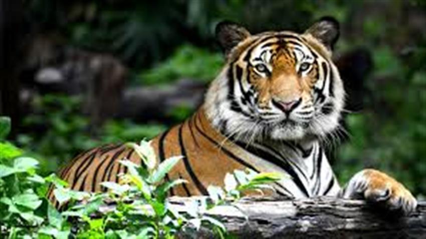 Ranthambore