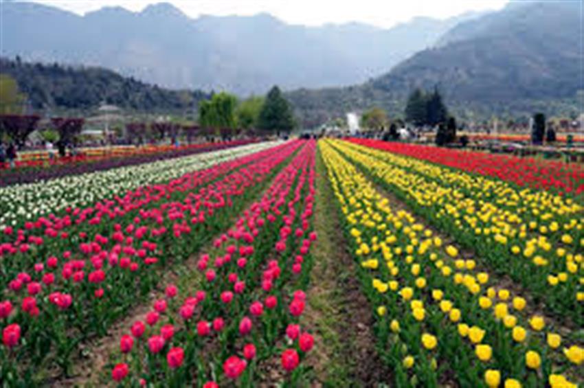 SRINAGAR LOCAL SIGHTSEEING